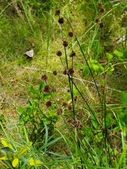 Rhynchospora cephalantha