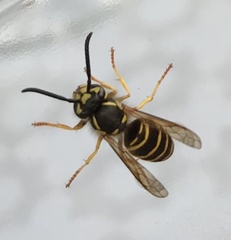 Vespula maculifrons