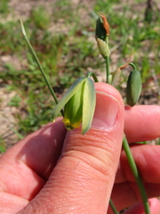 Albuca cooperi