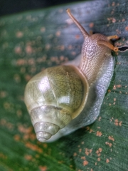 Amphidromus atricallosus
