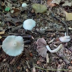 Candolleomyces