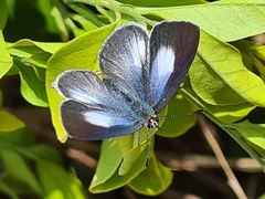 Eirmocides absimilis