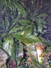 Amphidromus atricallosus