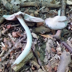 Candolleomyces