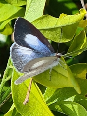 Eirmocides absimilis