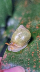 Amphidromus atricallosus