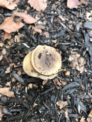 Fungi