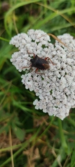 Pentatoma rufipes