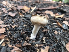 Fungi