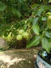 Juglans