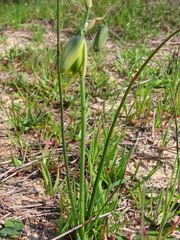 Albuca cooperi