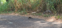 Urva auropunctata