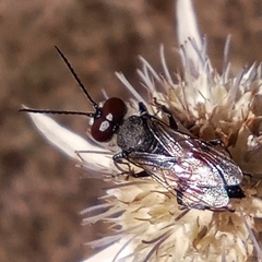 Astata