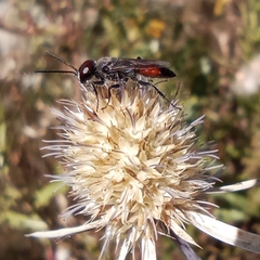 Astata