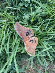 Antheraea polyphemus