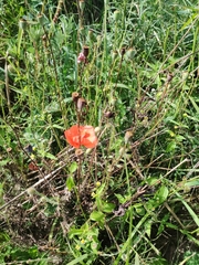 Papaver