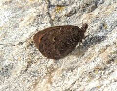 Erebia montanus