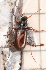 Nebria intermedia