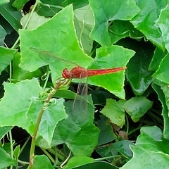 Crocothemis servilia