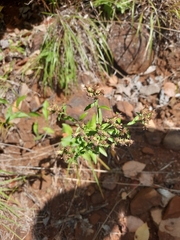 Sericocarpus asteroides