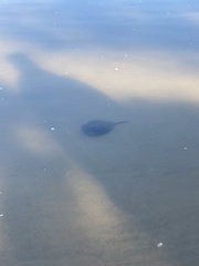 Limulus polyphemus