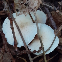 Candolleomyces