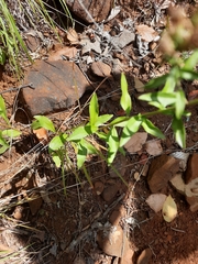 Sericocarpus asteroides