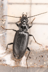 Diplous aterrimus