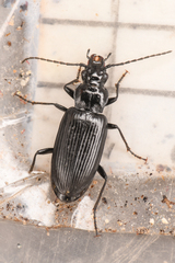 Diplous aterrimus