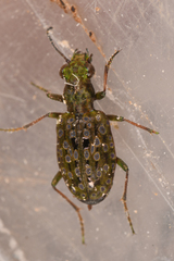 Elaphrus americanus americanus