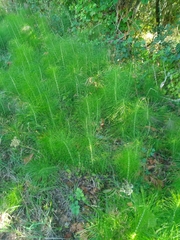 Equisetum telmateia telmateia