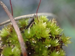 Bryum canariense