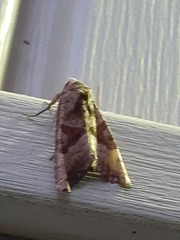 Phlogophora periculosa