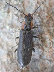 Dichelotarsus