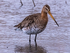 Limosa limosa