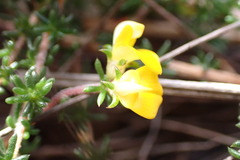 Aspalathus crassisepala