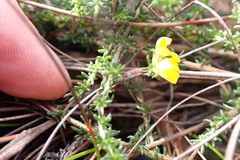 Aspalathus crassisepala