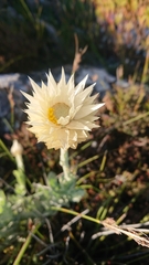 Syncarpha speciosissima