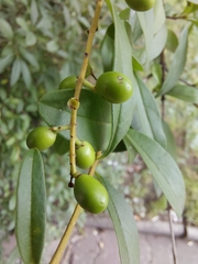 Ligustrum vulgare