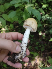 Amanita murrilliana