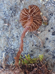 Deconica montana