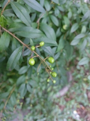 Ligustrum vulgare