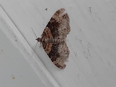 Xanthorhoe ferrugata