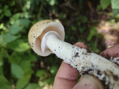 Amanita murrilliana