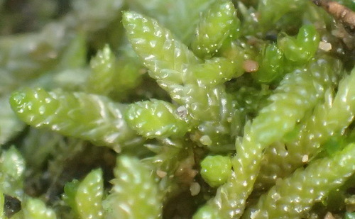 Pseudoscleropodium purum