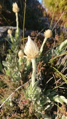 Syncarpha speciosissima