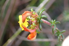 Aspalathus crassisepala