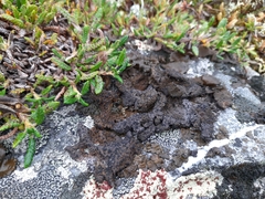 Umbilicaria