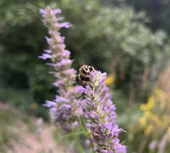 Anthidium manicatum