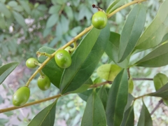 Ligustrum vulgare